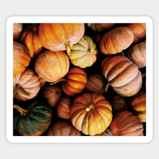 Halloween pumpkins, orange and green Sticker